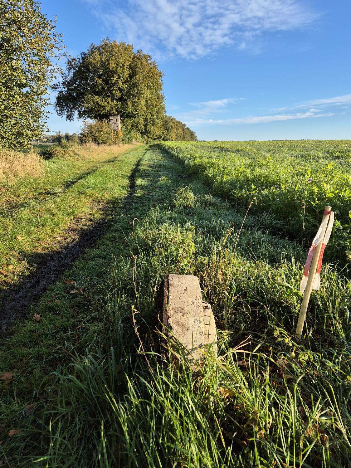 Feldweg mit Hochsitz am Waldrand bei Rosenhagen