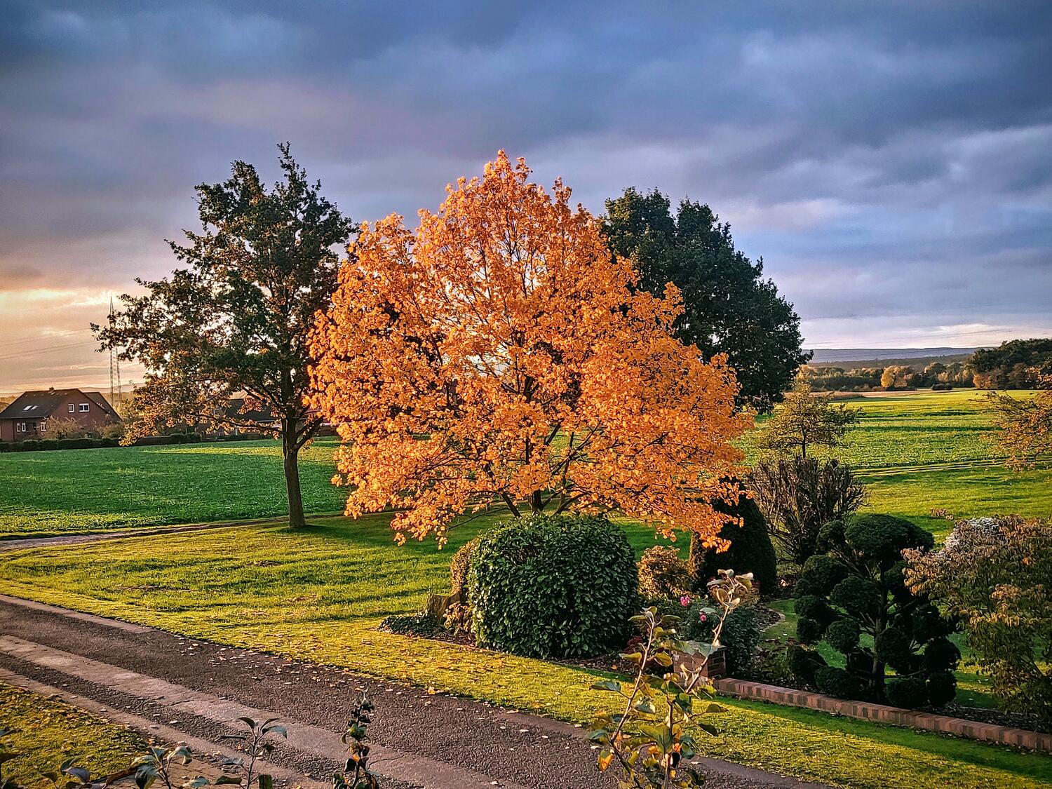 Herbstbaum in der Abendsonne, im Hintergrund ein Wohnhaus in Rosenhagen
