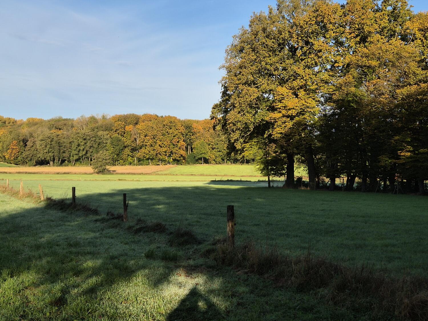 Herbstwald am Rand einer Weide bei Rosenhagen